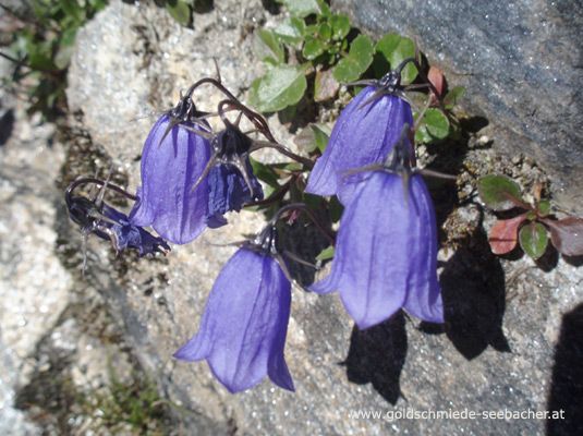 Glockenblume